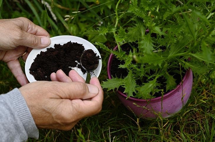 Ground coffee to fertilize plants