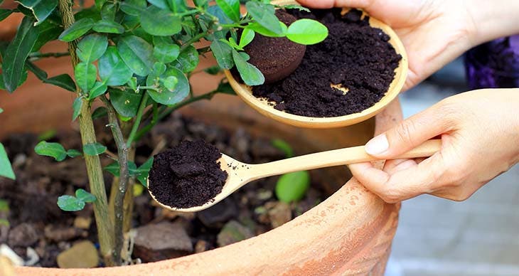 Marc de cafe pour les plantes - L’astuce de génie pour faire fleurir les plantes très rapidement