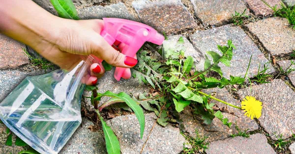 Mauvaises herbes dans la terrasse ou le jardin ? L’astuce des jardiniers futés pour les éliminer en un rien de temps