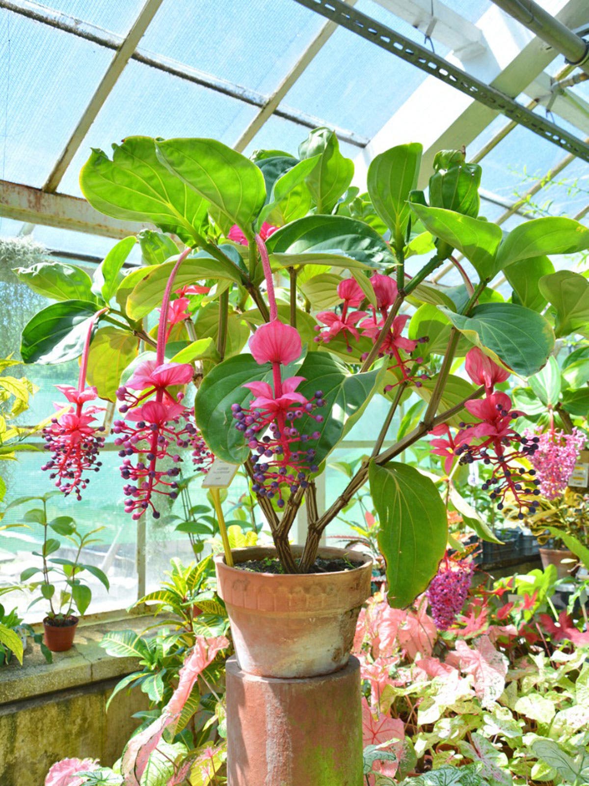 Medinilla