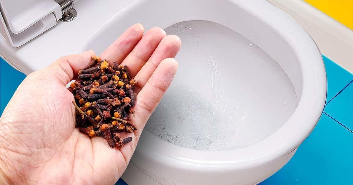 Mettez des clous de girofle dans les toilettes final