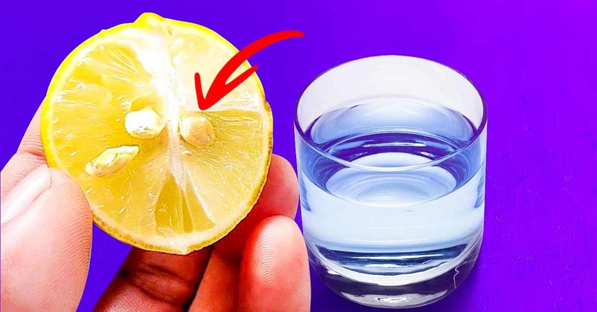 Mettez une graine de citron dans un verre d’eau001