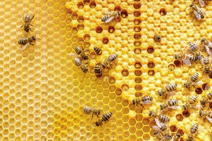 Miel dans la ruche