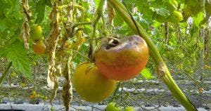 Mildiou des tomates - comment combattre le champignon avec des traitements naturels