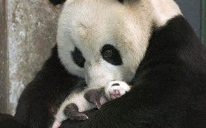 Mon cœur a fondu quand j'ai vu la réaction de cette maman Panda avec son bébé