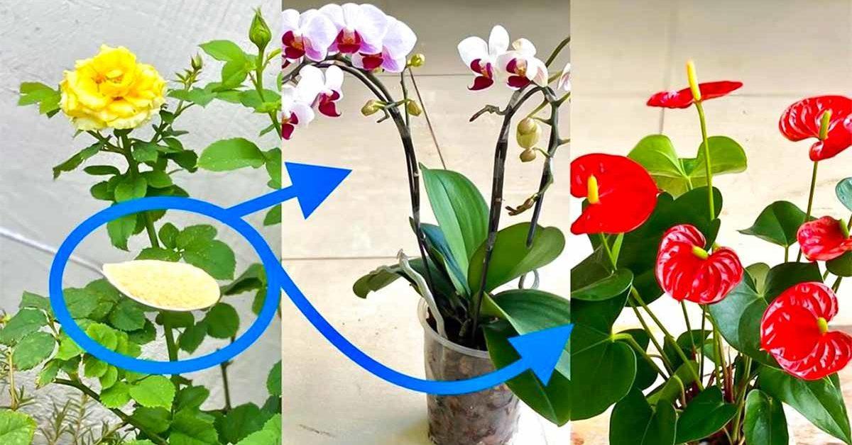 Comment faire refleurir une orchidée avec de la poudre d’ail