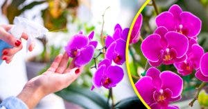 N’arrosez plus les orchidées avec de l’eau - arrosez-les avec ceci pour une floraison spectaculaire_