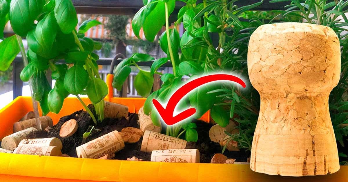 Pourquoi faut-il mettre les bouchon de liège sur vos plantes ?