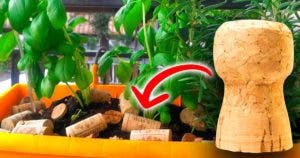 Pourquoi faut-il mettre les bouchon de liège sur vos plantes ?