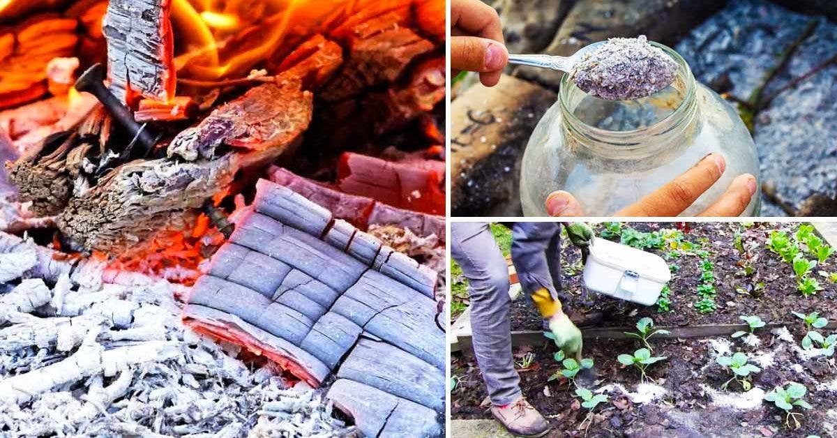 Ne jetez plus les cendres de bois - voici 8 manieres de les utiliser dans le jardin et la maison_