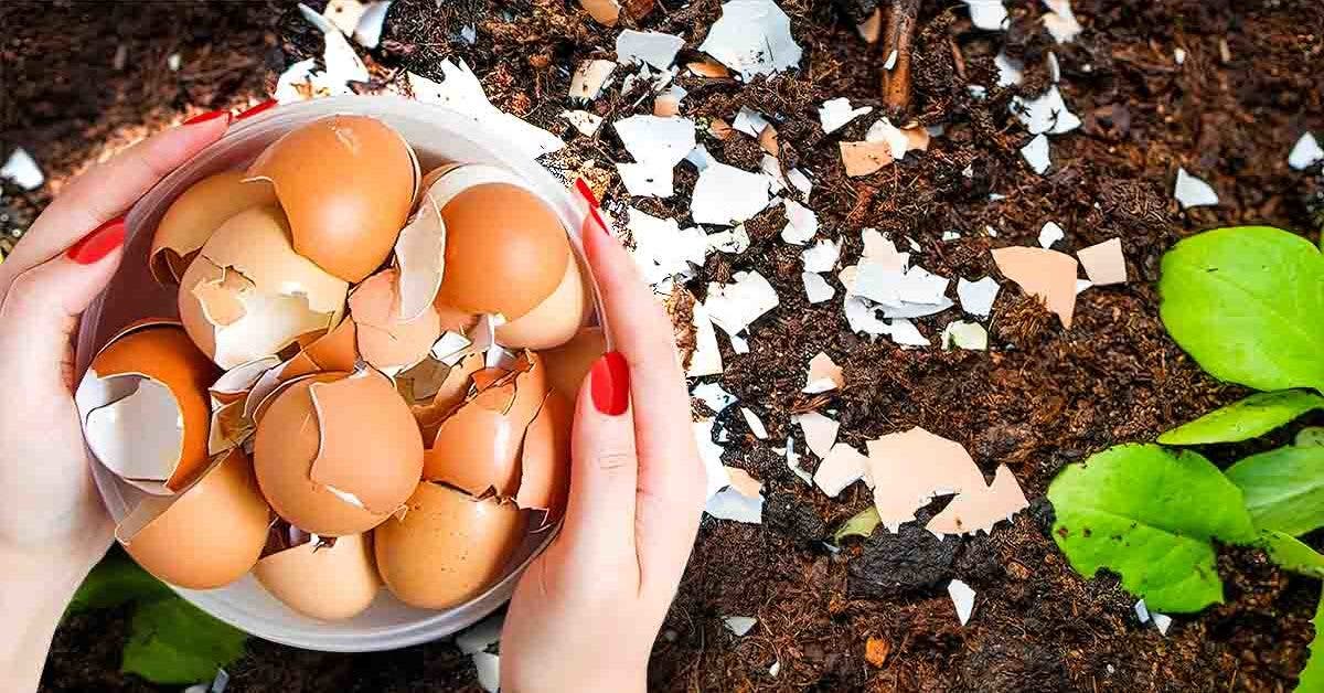 Ne jetez plus les coquilles d’œufs, voici 6 façons de les utiliser qui facilitent la vie 2 final
