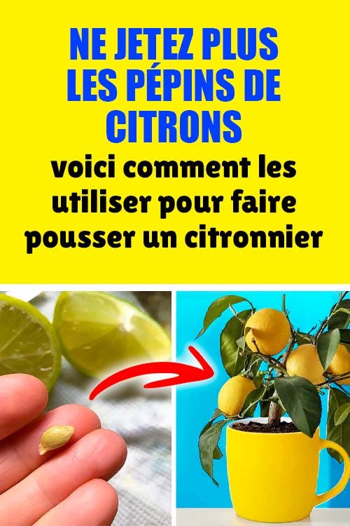 Ne jetez plus les pépins de citrons : voici comment les utiliser pour faire pousser un citronnier