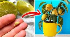 Ne jetez plus les pépins de citrons : voici comment les utiliser pour faire pousser un citronnier