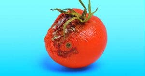 Ne jetez plus les tomates moisies001