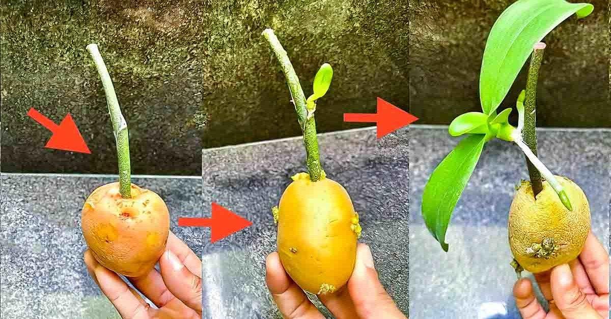 How to propagate orchids from flower stems archyde
