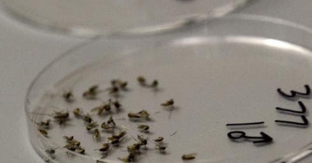 On sait maintenant comment chasser les moustiques et les cafards définitivement de votre maison