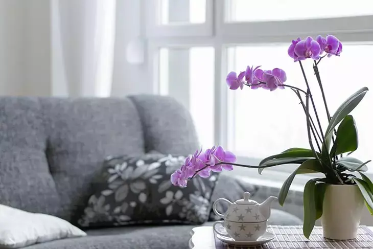 Mai mettere queste piante sul davanzale della finestra, dopo qualche giorno moriranno 2 Orchidea