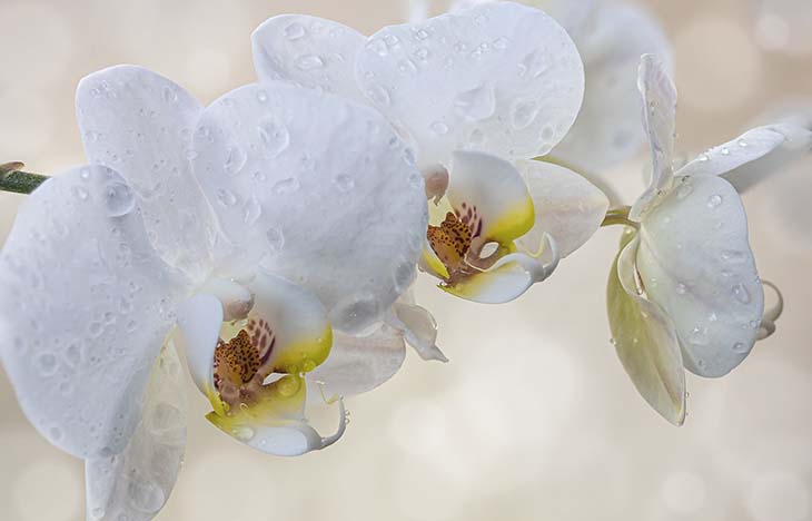 Orchidée blanche