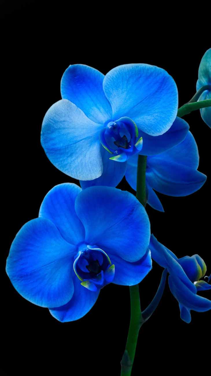 Orchidée bleue