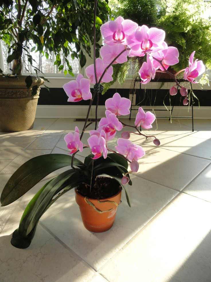 orquídea-en-el-jardín