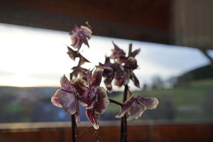 orquídea marchita