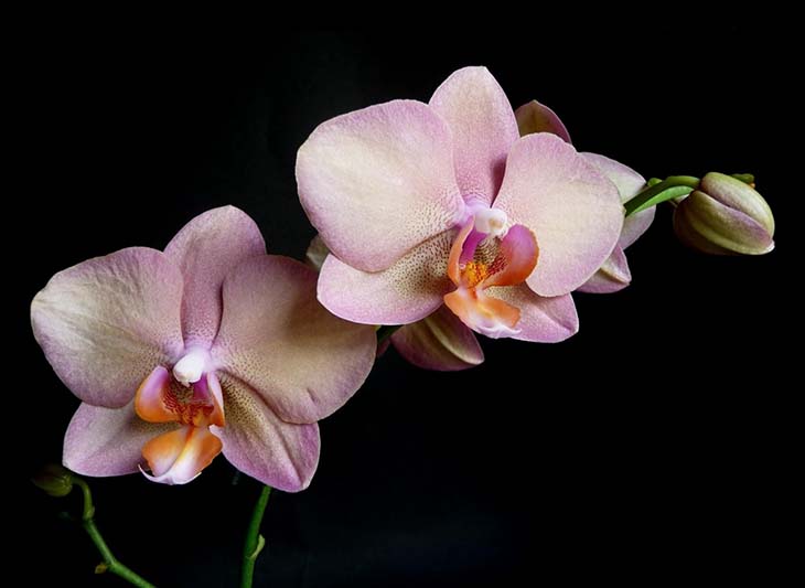 orquídea falaenopsis