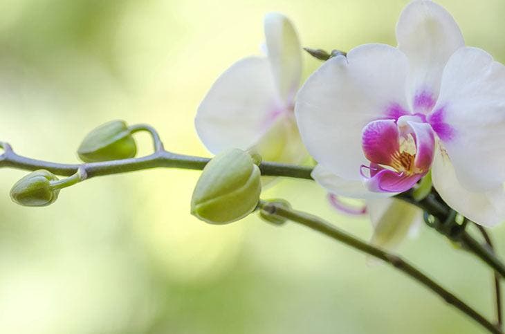 orquídea falaenopsis