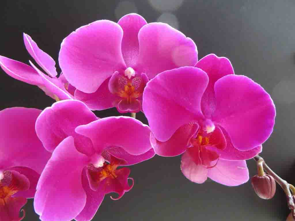 orquídea rosa