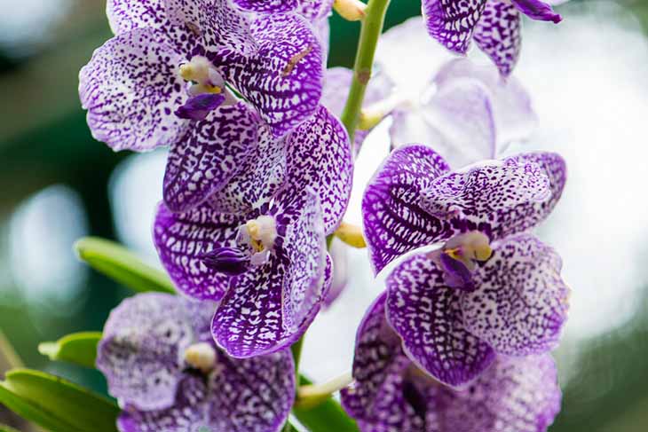 Orchidée sauvage