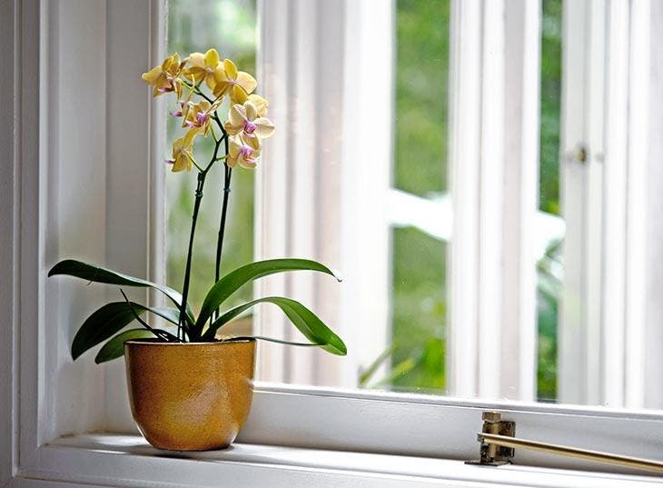 Orquídea en el alféizar de la ventana
