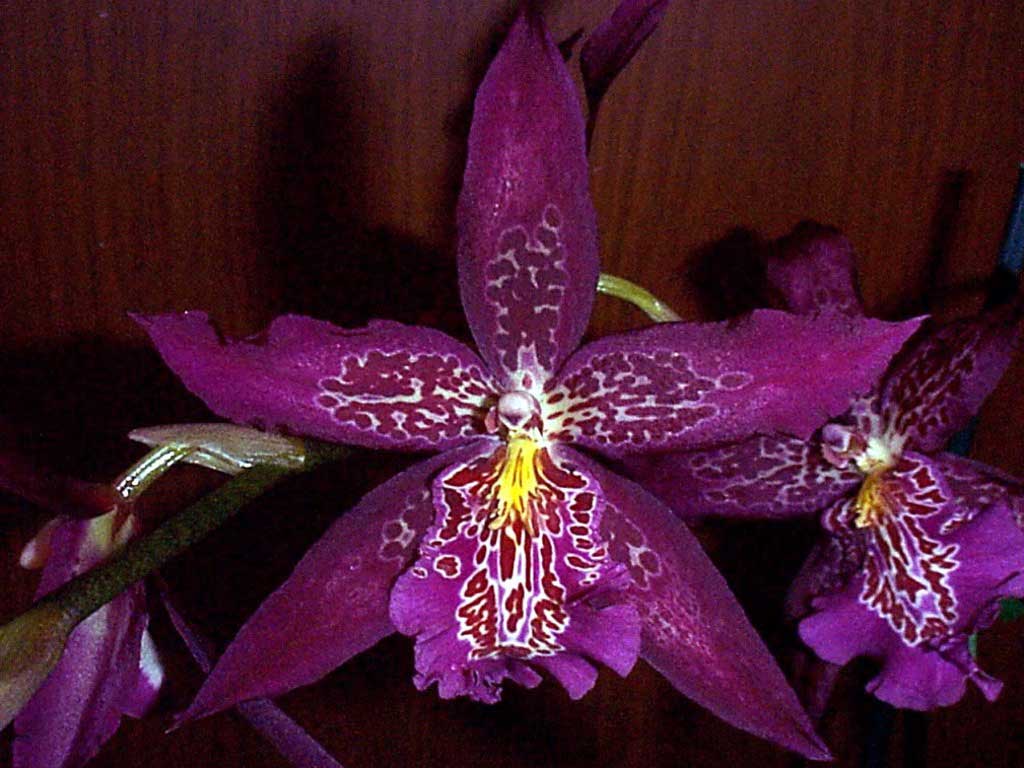 Orchidea-tropicale