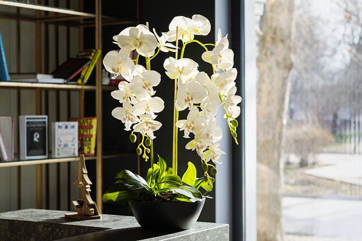 Orchidées. source : spm Orchidées. source : spm