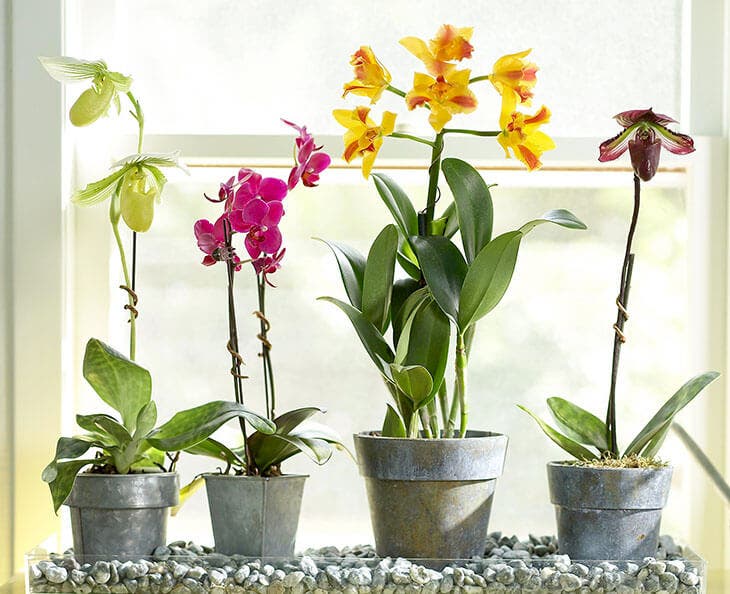 Orchidees dans des pots