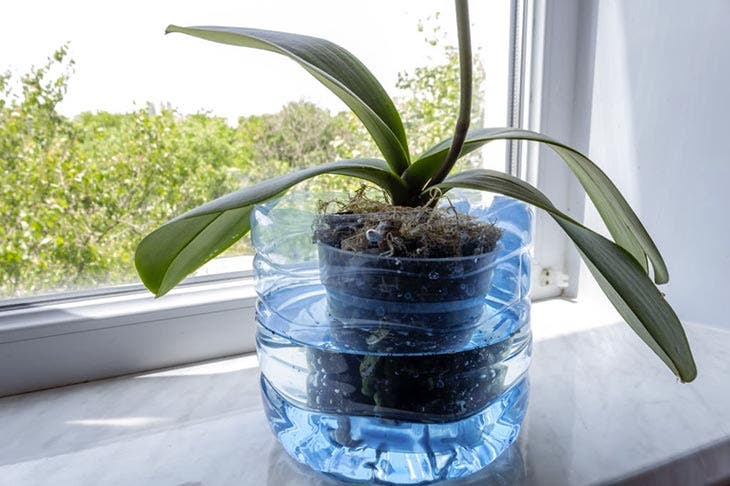 Orchidee in una bottiglia d'acqua