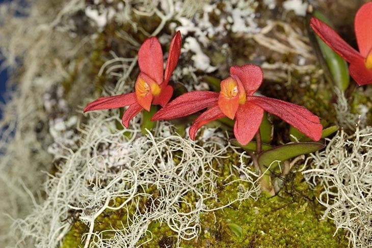 orquídeas epífitas