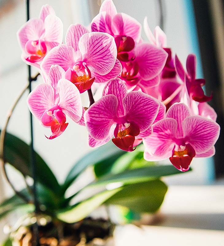 orquídeas rosadas que se arrastran