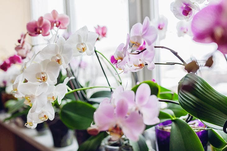 orquídeas en el alféizar de la ventana