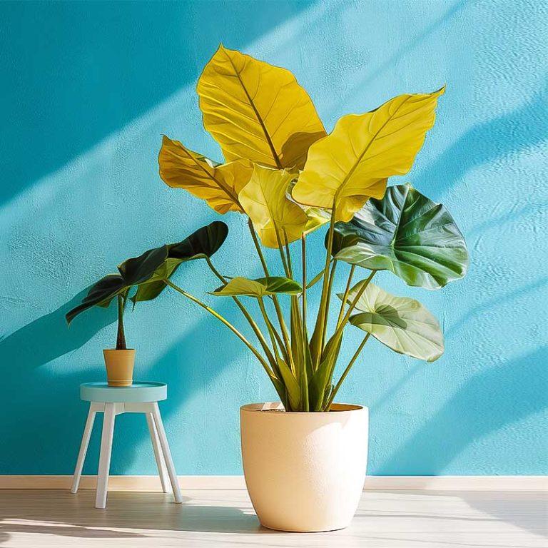 Alocasia Macrorrhiza (Oreille D'éléphant) - Plante En Conteneur 2 à 2,9 Litres - Feuillage Géant Tropical