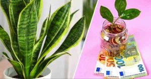 Où faut-il placer la sansevieria pour attirer la prospérité chez vous d’après le feng Shui