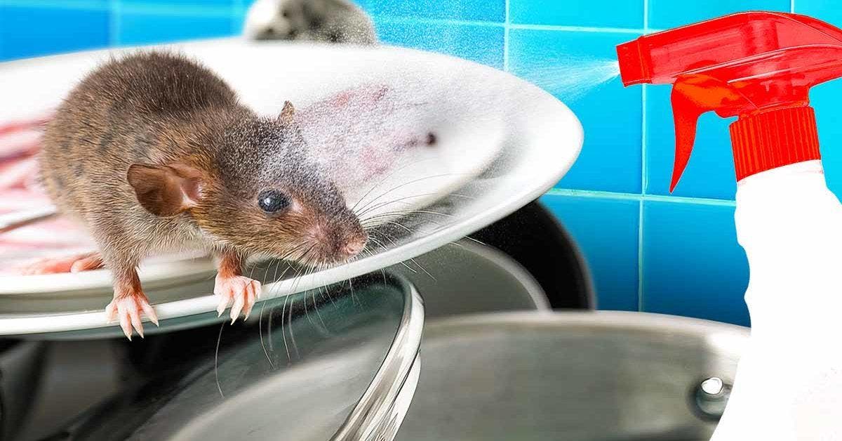 Comment se débarrasser des souris ? 3 astuces de grand-mère