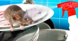 Oubliez les pièges. Il existe des moyens beaucoup plus intelligents de se débarrasser des souris final