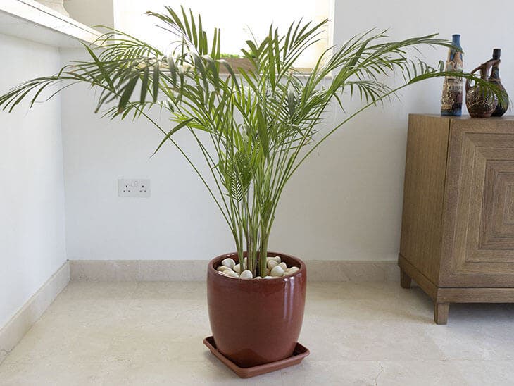 Palma de bambú para purificar el aire de la casa