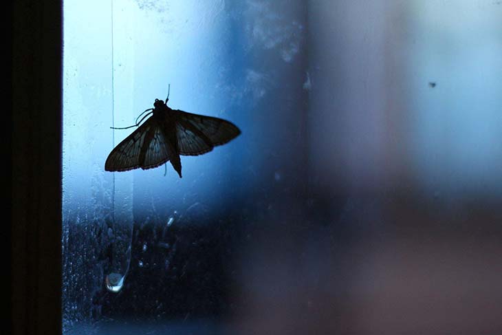 Mariposa cerca de una fuente de luz