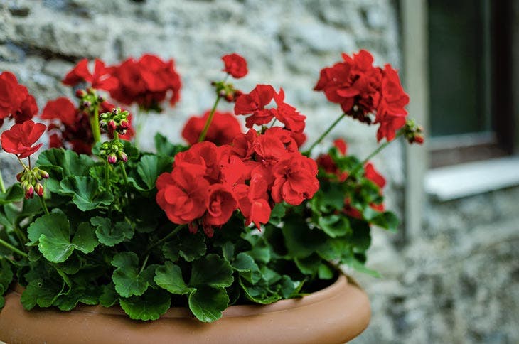 pelargonios