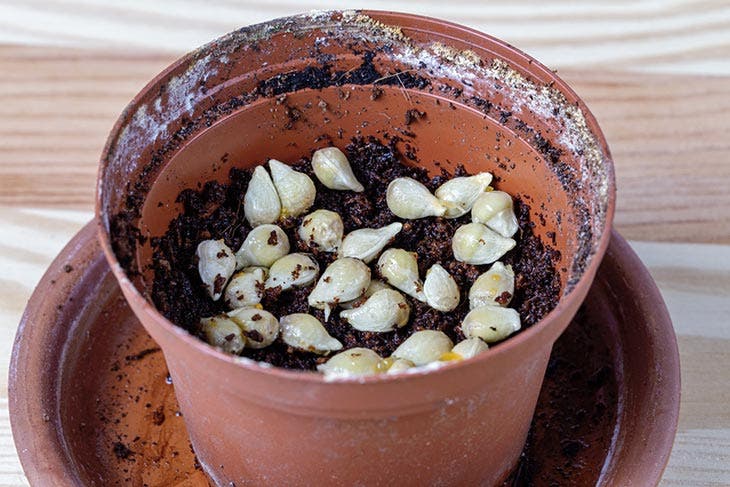 Pépins de citron dans un pot