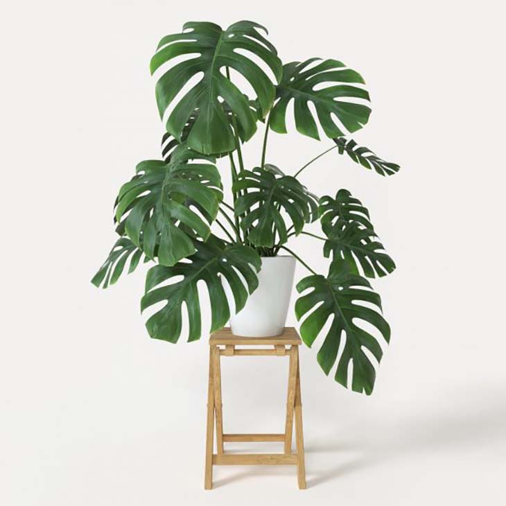 Philodendron1