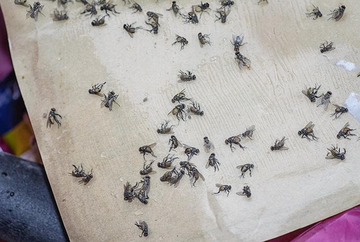 Comment se débarrasser des moucherons dans votre maison ?