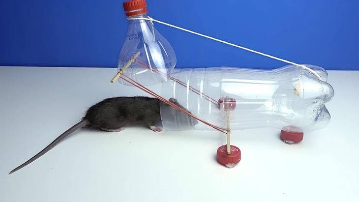 Trampa para ratones con una botella de plástico 