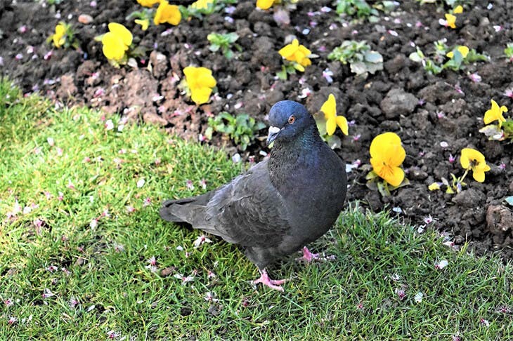 Pigeon near the plants