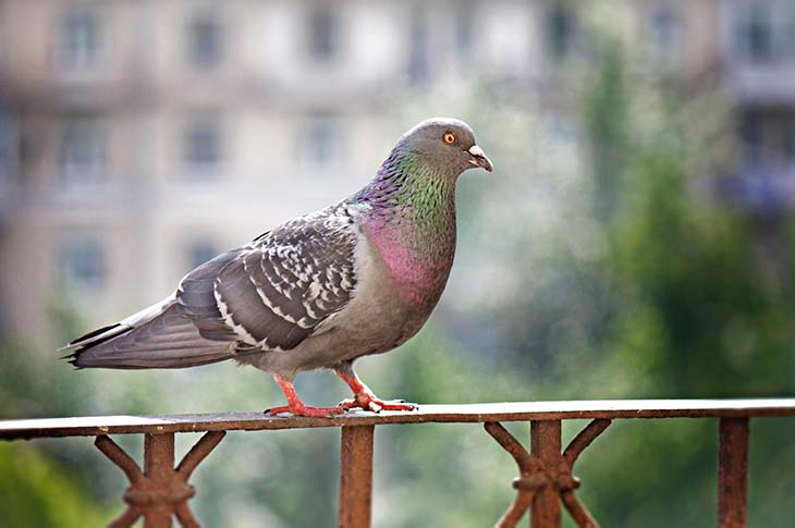 pigeon on balcony
